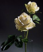 بودکور وينر سيليکوني گل رز 2100125 - تصویر 2