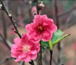 بودکور وينر سيليکوني شکوفه با کاتر 2100160 - تصویر 2