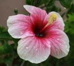 بودکور وينر سيليکوني گل ختمي 2100215 - تصویر 2