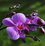 بودکور وينر سيليکوني گل ارکيده 2100219 - تصویر 2