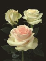 بودکور وينر سيليکوني گلبرگ گل رز 2100276 - تصویر 2