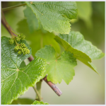 بودکور وينر سيليکوني برگ انگور 2100279 - تصویر 2