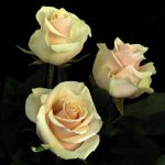 بودکور وينر سيليکوني گلبرگ رز باغي 2100298 - تصویر 2