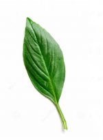 بودکور وينر سيليکوني برگ متداول 2100312 - تصویر 2