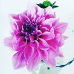 بودکور وينر سيليکوني گلبرگ کوکب 2100313 - تصویر 2