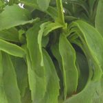 بودکور وينر سيليکوني برگ کوکب 2100321 - تصویر 2