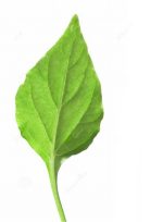 بودکور وينر سيليکوني برگ متداول 2100328 - تصویر 2