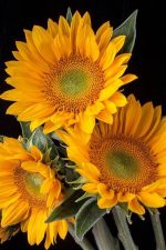 بودکور وينر سيليکوني مرکز آفتابگردان 2100337 - تصویر 2