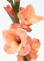 بودکور وينر سيليکوني گل گلايل 2100352 - تصویر 2