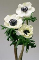 بودکور وينر سيليکوني گل آنمون 2100393 - تصویر 2