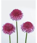 بودکور وينر سيليکوني مرکز اسکابيوس 2100423 - تصویر 2