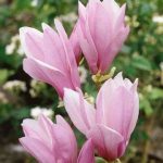 بودکور وينر سيليکوني گلبرگ مگنوليا 2100435 - تصویر 2