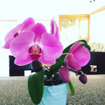 بودکور وينر سيليکوني ارکيده 12 تکه 210045 - تصویر 2