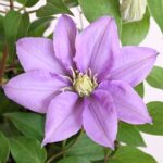 بودکور وينر سيليکوني گل شب بو 210073 - تصویر 2