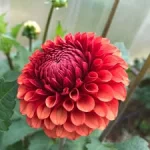 بودکور وينر سيليکوني کوکب روسي 2100107 - تصویر 2