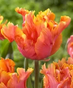 بودکور وينر سيليکوني لاله وحشي 2100108 - تصویر 2