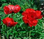 بودکور وينر سيليکوني شقايق با مغزي 2100113 - تصویر 2