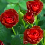 بودکور وينر سيليکوني گلبرگ غنچه رز 2100115 - تصویر 2