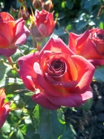 بودکور وينر سيليکوني رز روسي 2100117 - تصویر 2