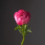 بودکور وينر سيليکوني کاسبرگ پيوني 2100123 - تصویر 2