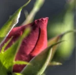 بودکور وينر سيليکوني کاسبرگ تکي رز 210021 - تصویر 2