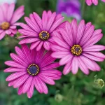 بودکور وينر سيليکوني مينا با کاتر 210022 - تصویر 2