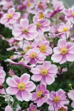 بودکور وينر سيليکوني گلبرگ 12 تايي انواع شکوفه 210025 - تصویر 2