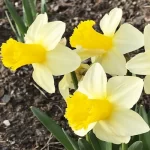 بودکور وينر سيليکوني گلبرگ و مغزي نرگس شيراز 210029 - تصویر 2