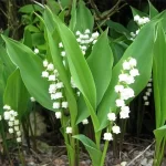 بودکور وينر سيليکوني برگ همه کاره بزرگ 210033 - تصویر 2