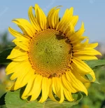 بودکور وينر سيليکوني مغزي آفتابگردان بزرگ 210046 - تصویر 2