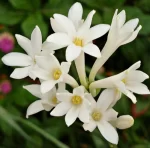 بودکور وينر سيليکوني غنچه گل مريم 210086 - تصویر 2