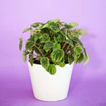 بودکور وينر سيليکوني پيروميا 210096 - تصویر 2