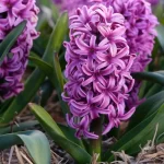 بودکور ست کاتر گلسازي گل سنبل 2300104 - تصویر 2