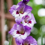 بودکور ست کاتر گلسازي 3 تايي گلبرگ گلايل 230011 - تصویر 2