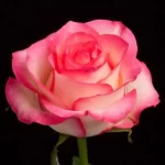 بودکور ست کاتر گلسازي گل رز روسي 2300121 - تصویر 2