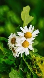 بودکور ست کاتر گلسازي برگ مارگريت 2300134 - تصویر 2