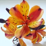 بودکور ست کاتر گلسازي 3 تايي ليليوم 23002 - تصویر 2