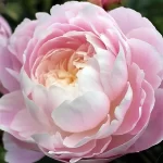 بودکور ست کاتر گلسازي 5 تايي پيوني 230029 - تصویر 2