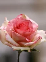 بودکور ست کاتر گلسازي 3 تايي گلبرگ رز 230044 - تصویر 2