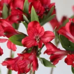 بودکور ست کاتر گلسازي برگ و گلبرگ آلسترومريا 230046 - تصویر 2