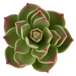 بودکور ست کاتر گلسازي 5 تايي رزت ساکيولنت 230047 - تصویر 2