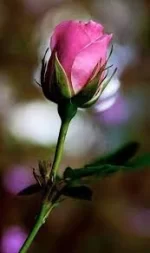 بودکور ست کاتر گلسازي کاسبرگ رز و غنچه 230050 - تصویر 2