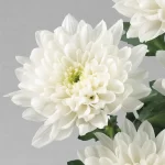 بودکور ست کاتر گلسازي 3 تايي گلبرگ داوودي 230062 - تصویر 2