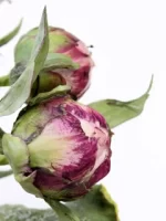 بودکور ست کاتر گلسازي 2 تايي کاسبرگ پيوني 230068 - تصویر 2