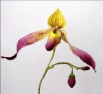 بودکور ست کاتر گلسازي 5 تايي ارکيده اسليپر 23007 - تصویر 2