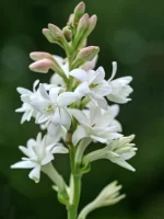 بودکور ست کاتر گلسازي گل مريم 230082 - تصویر 2