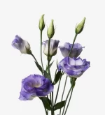 بودکور ست کاتر گلسازي گلبرگ ليسي آنتوس 230089 - تصویر 2