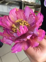 بودکور ست کاتر گلسازي 5 تايي گلبرگ پيوني 23009 - تصویر 2