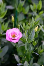 بودکور ست کاتر گلسازي برگ ليسي آنتوس 230090 - تصویر 2