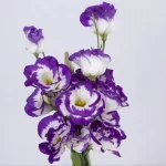 بودکور وينر سيليکوني برگ ليسي آنتوس 2100291 - تصویر 2